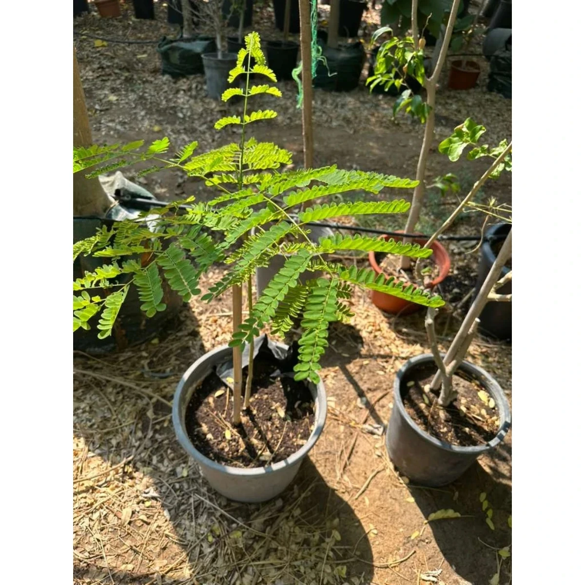 المنتجات
