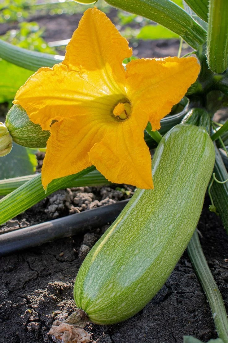 بذور الكوسا