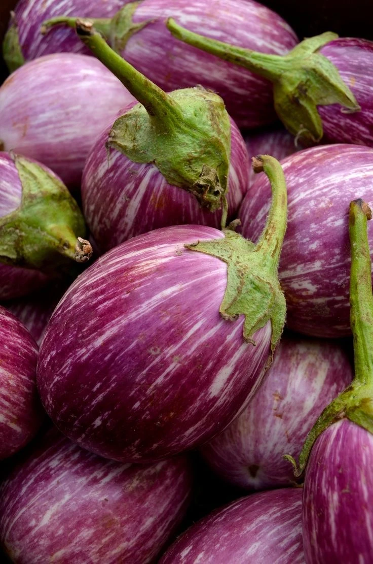 بذور الباذنجان الدائرية الصغيرة