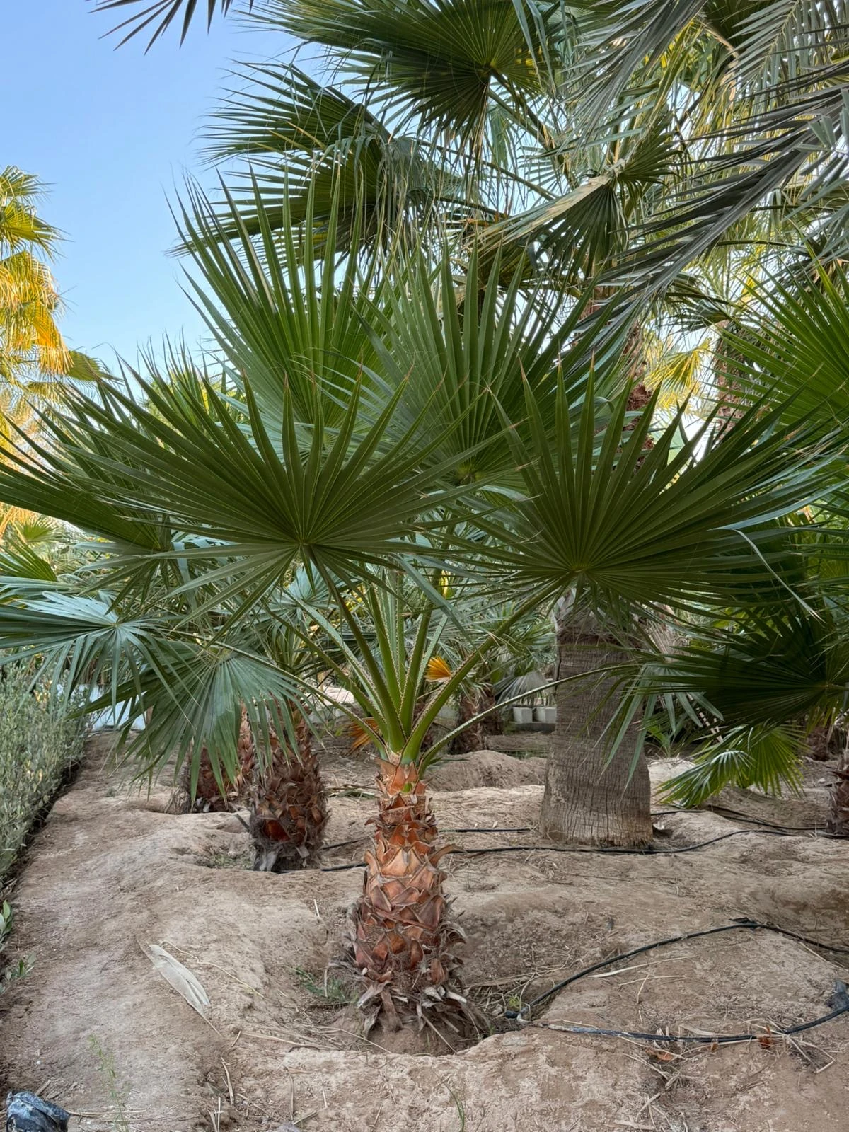 بذور نخلة الواشنتونيا