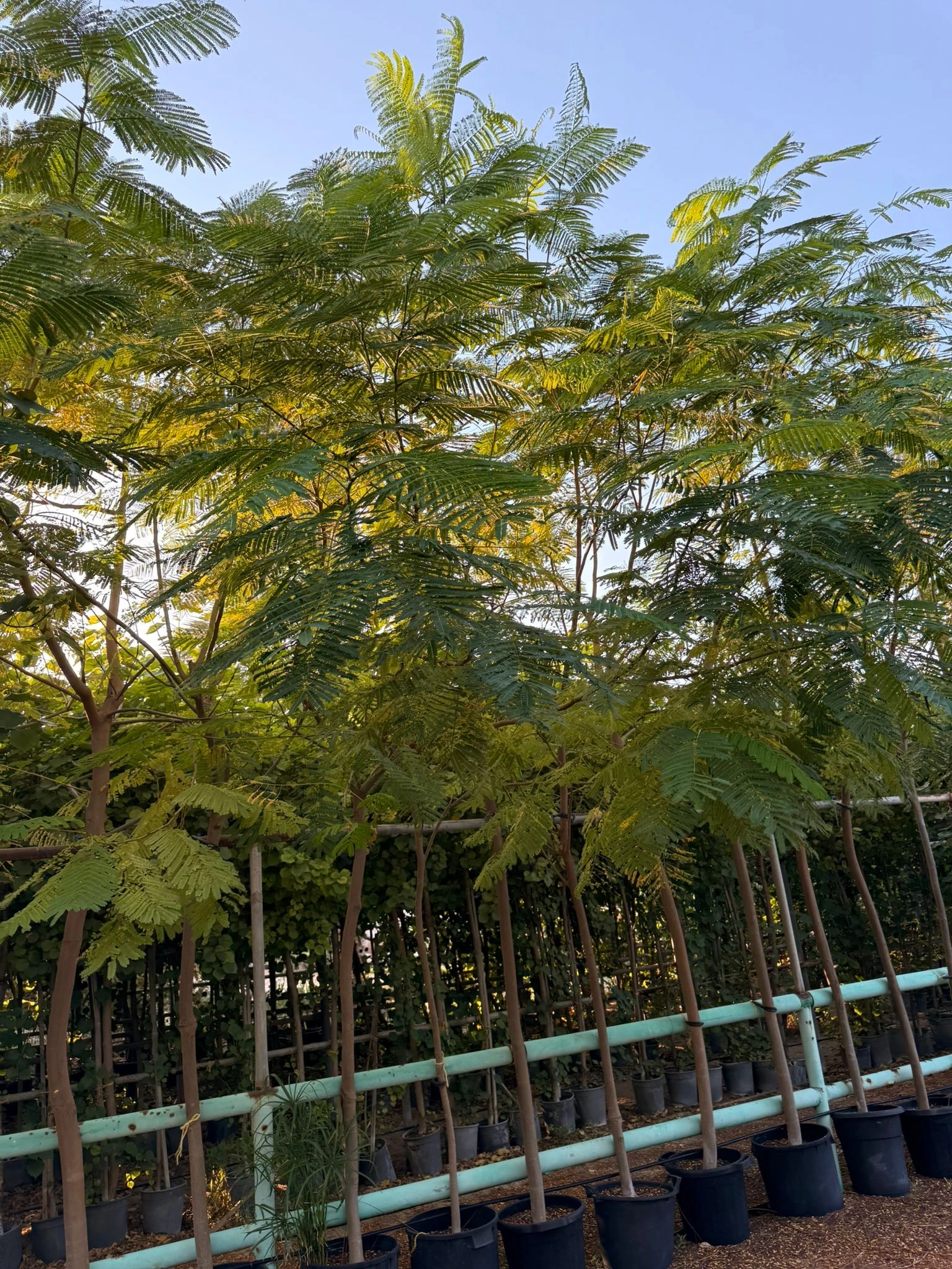 شجرة البونسيانا