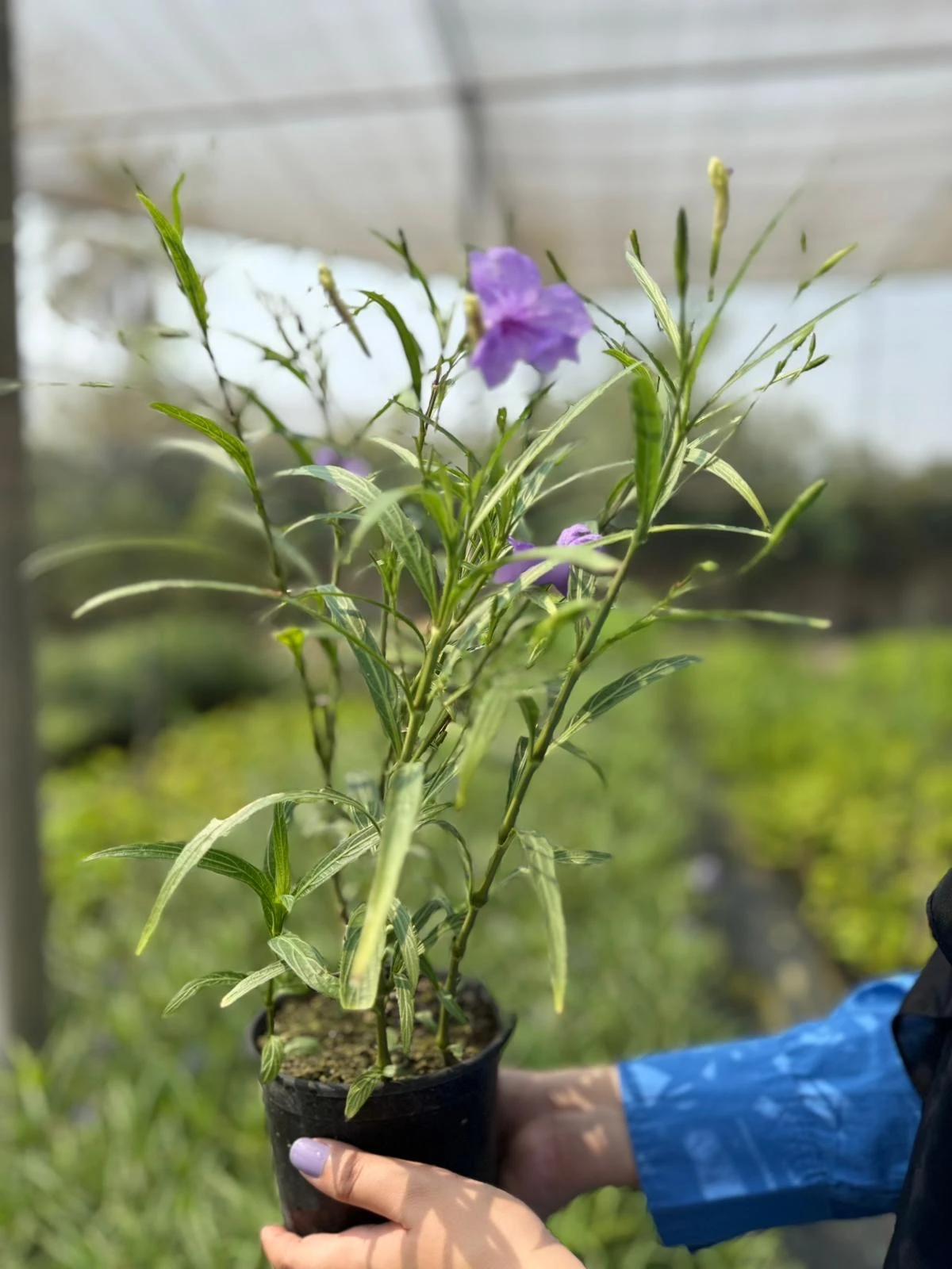 زهرة الرويليا البنفسجية