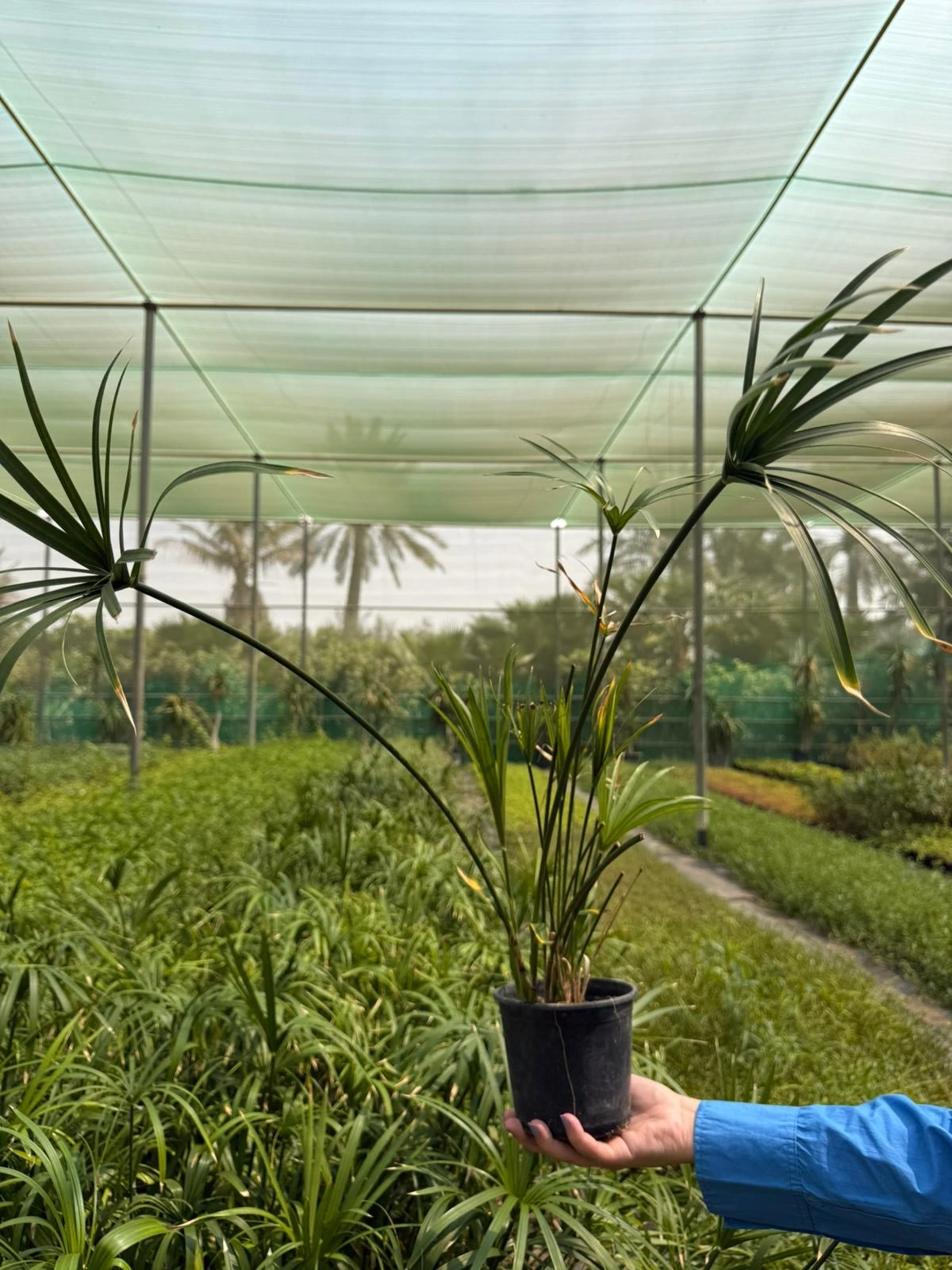 البَرْدي - نبات المظلة