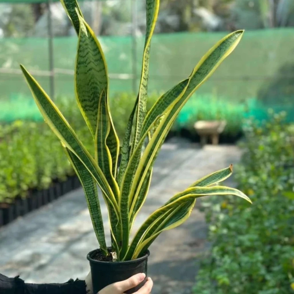 نبتة الثعبان