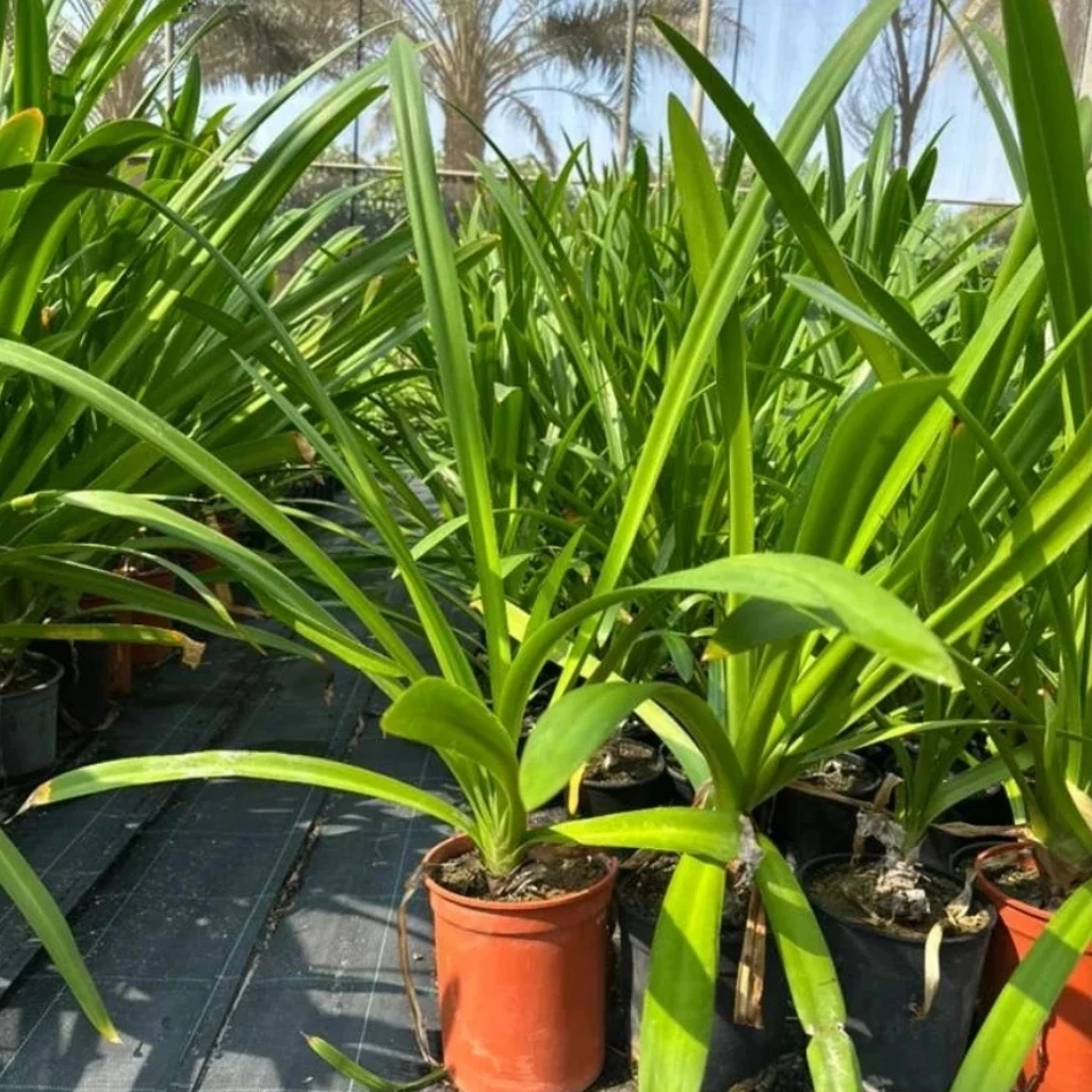 نبتة الباندانوس