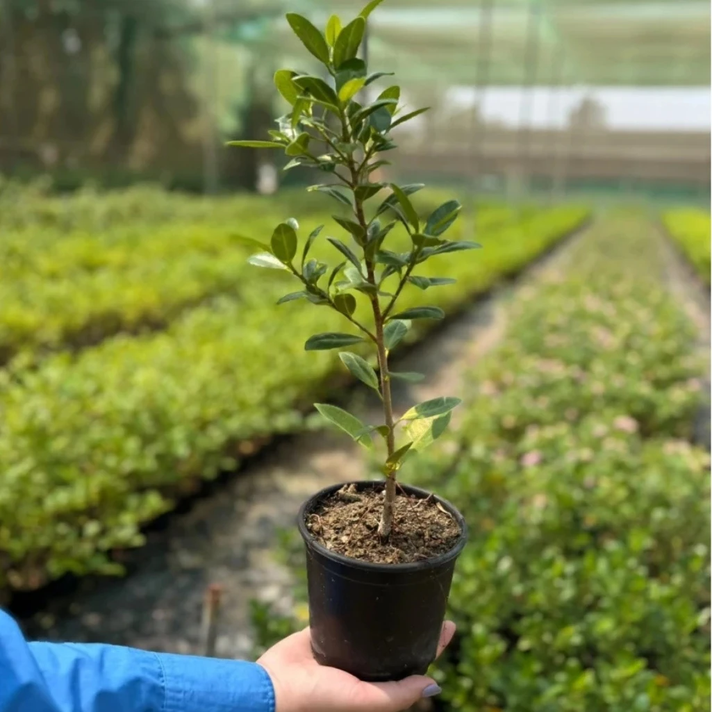 فتنة / فيكس بنجامينا