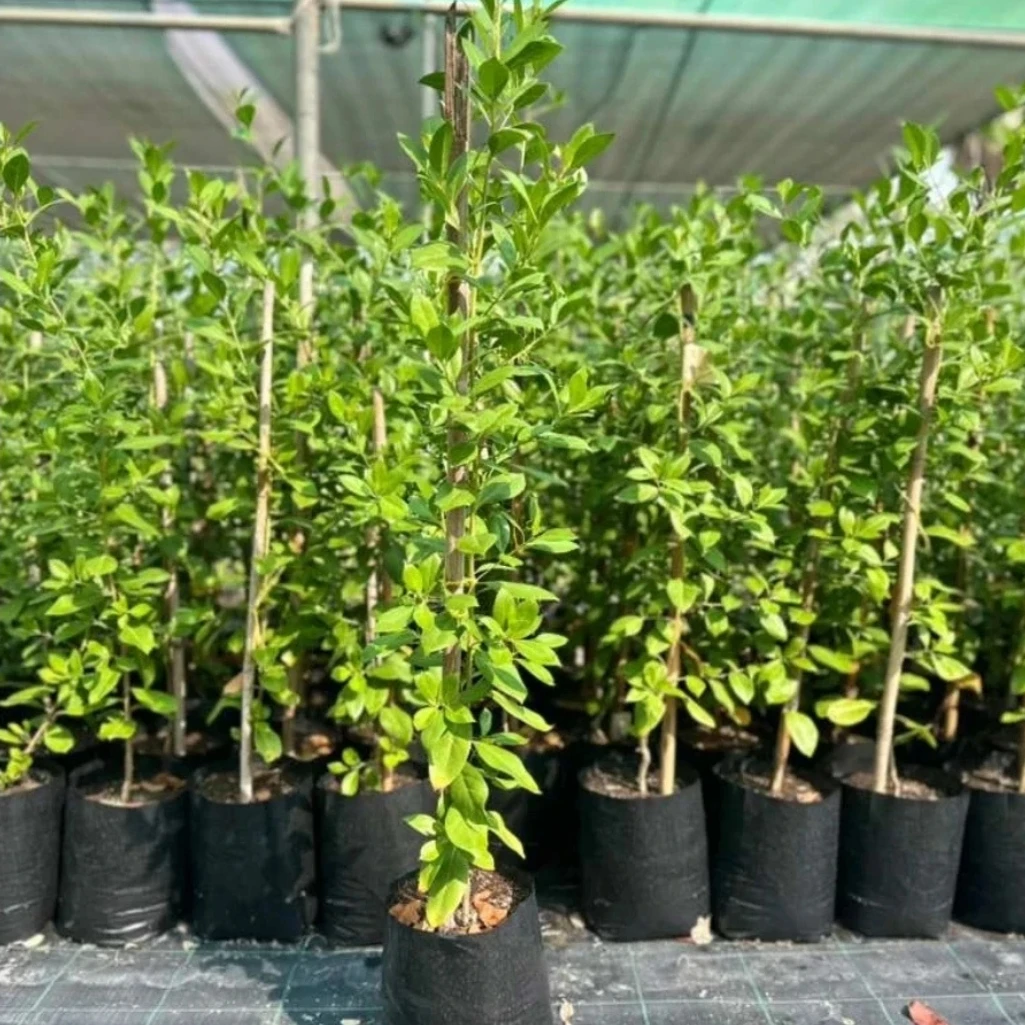 شجرة الزر - المانغروف