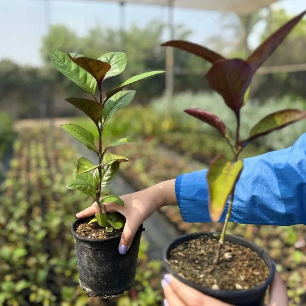 نبات الكاريكاتير - احمر