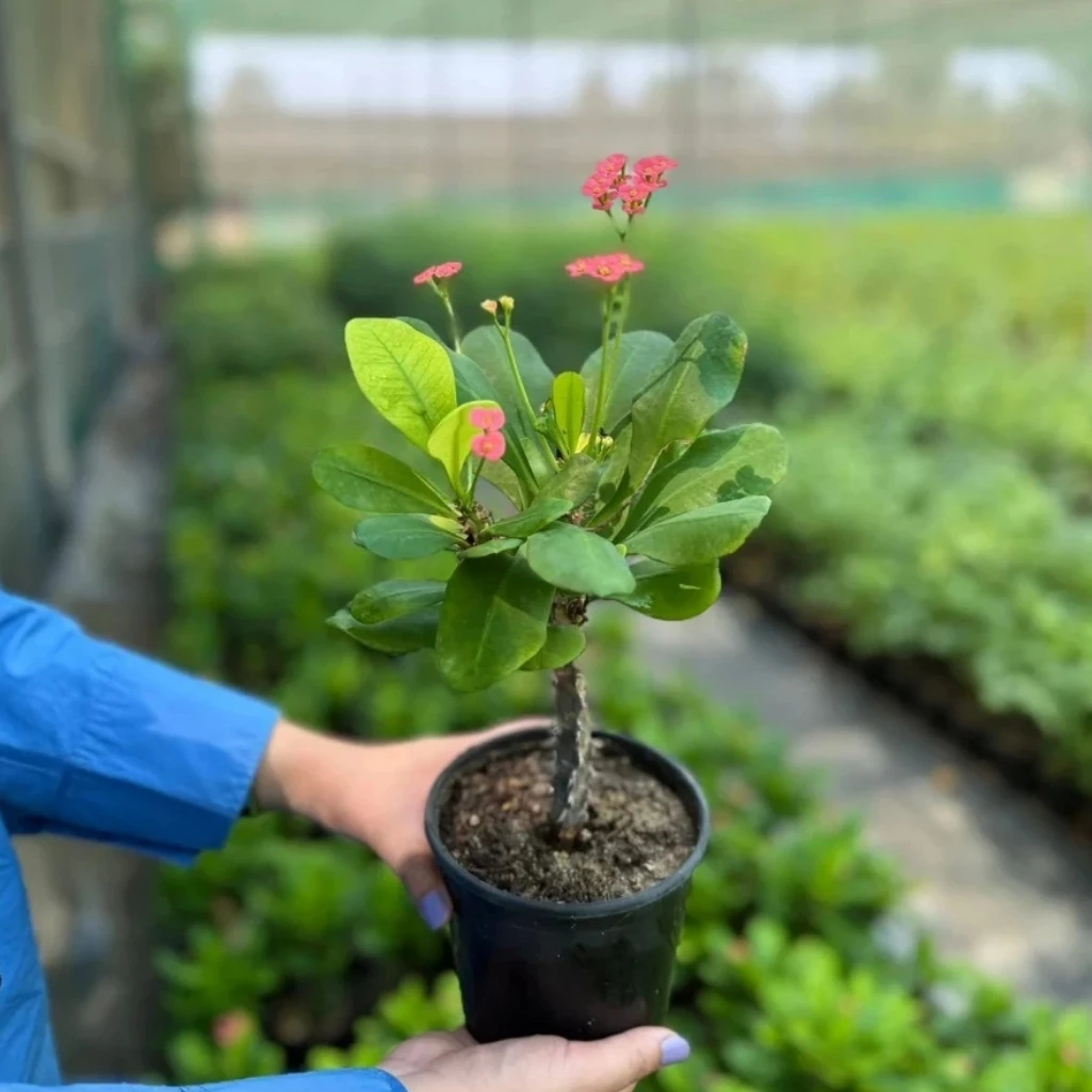 شوكة المسيح / التاج الشوكي