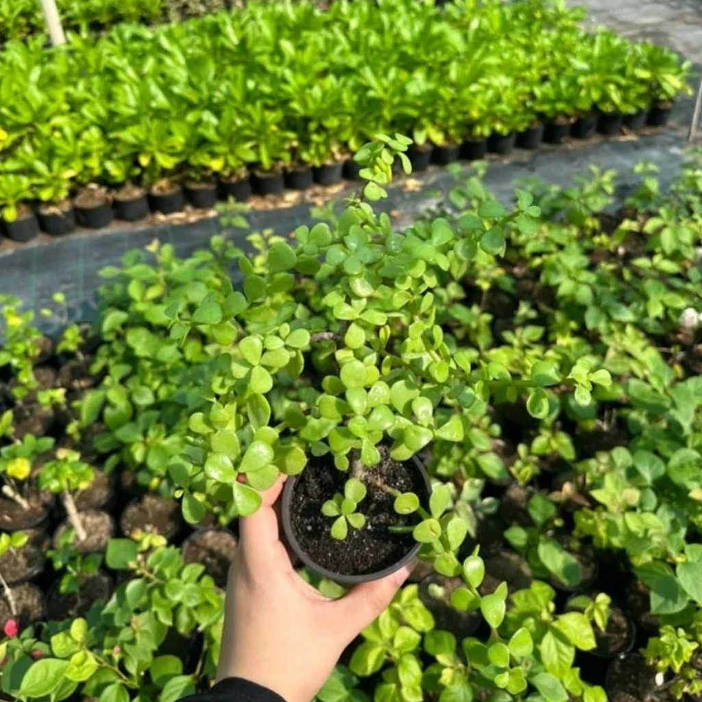 البورتولاكاريا – شجرة اليشم الصغيرة