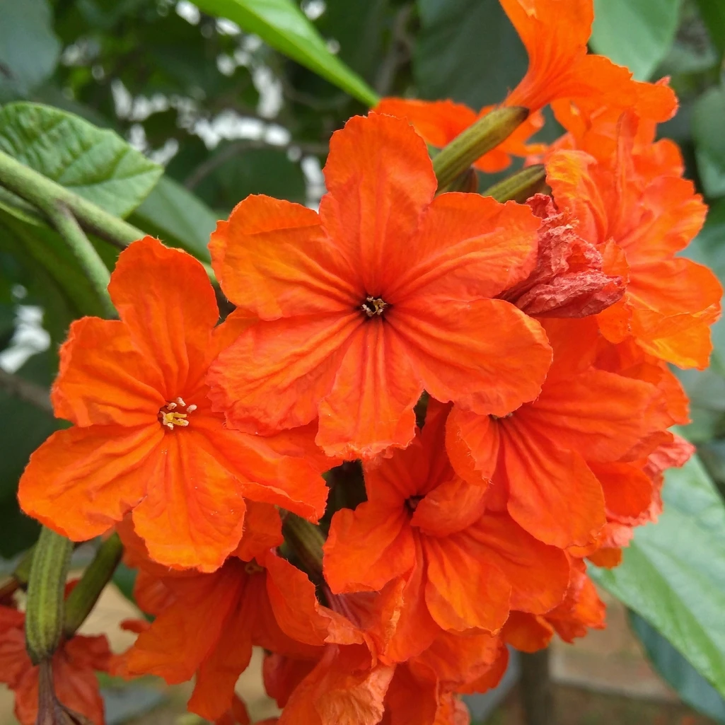 شجرة الكورديا