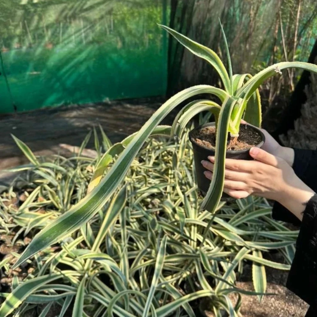 الدراسينيا