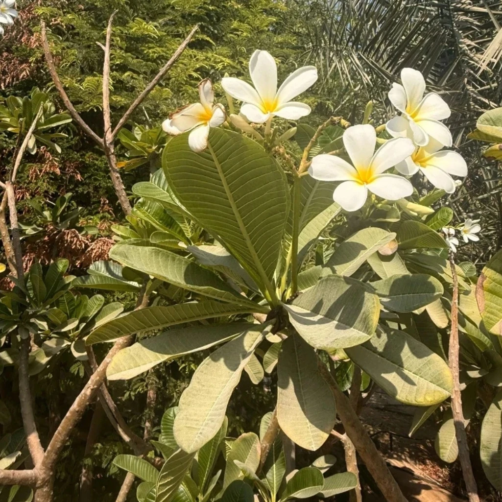 بلوميريا – شجرة الفِرَنجِيْبَان