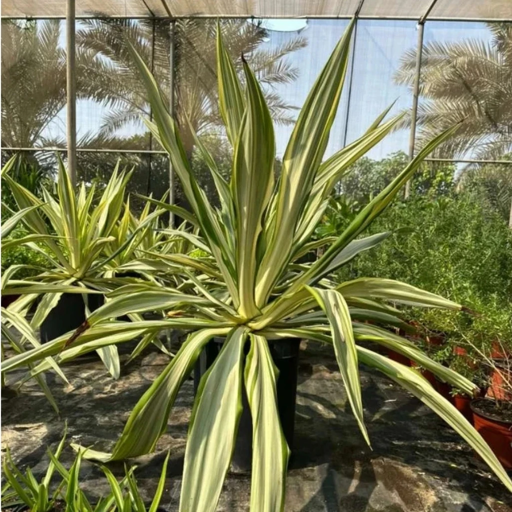 الكابوكيا العملاقة