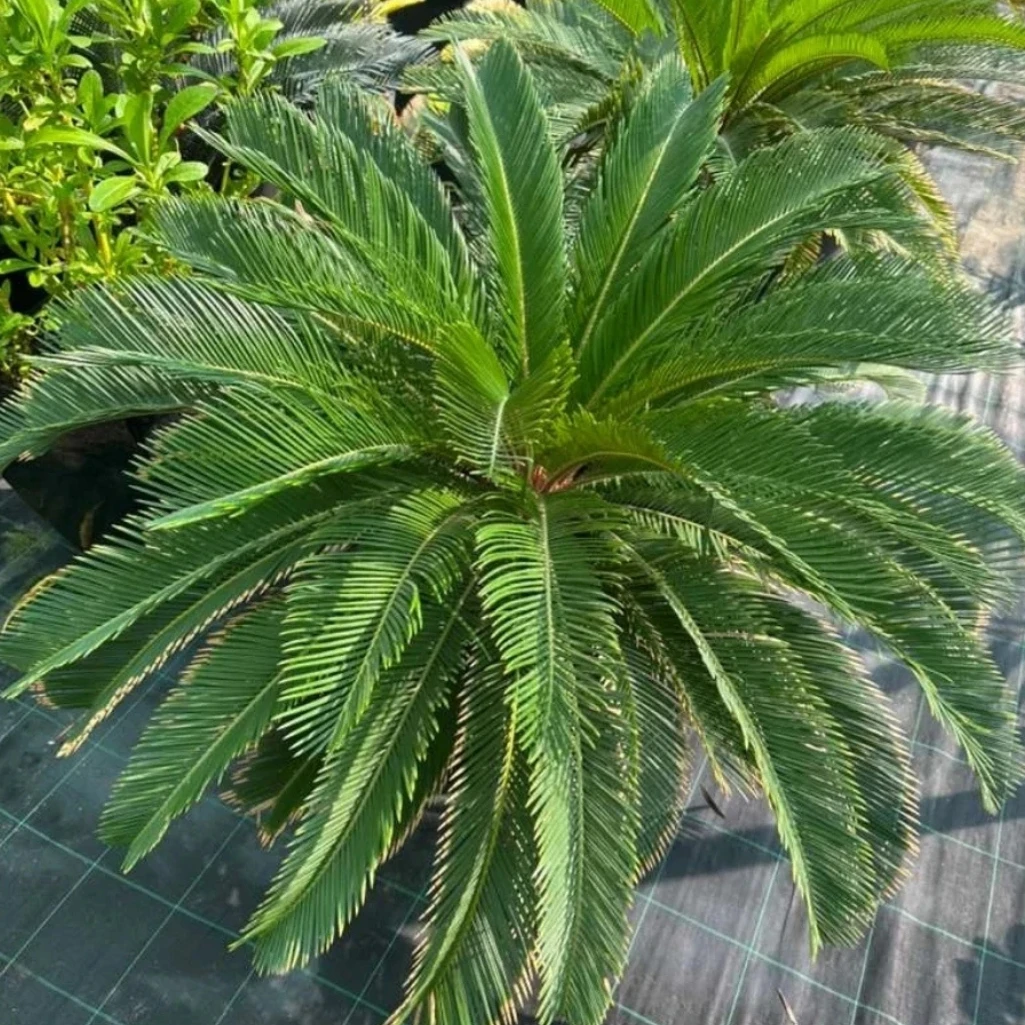 نخيل السايكس