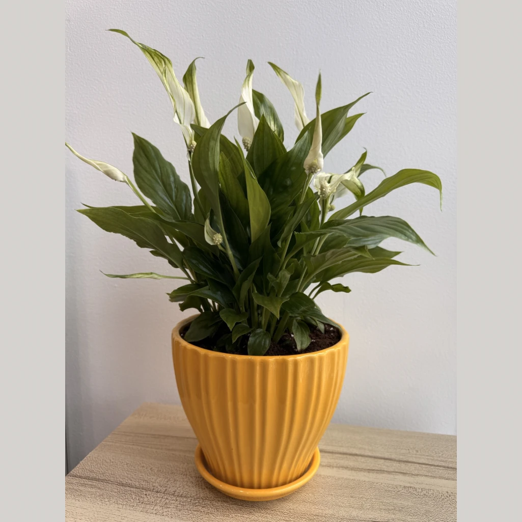 نبتة السباثيفيلوم مع اصيص