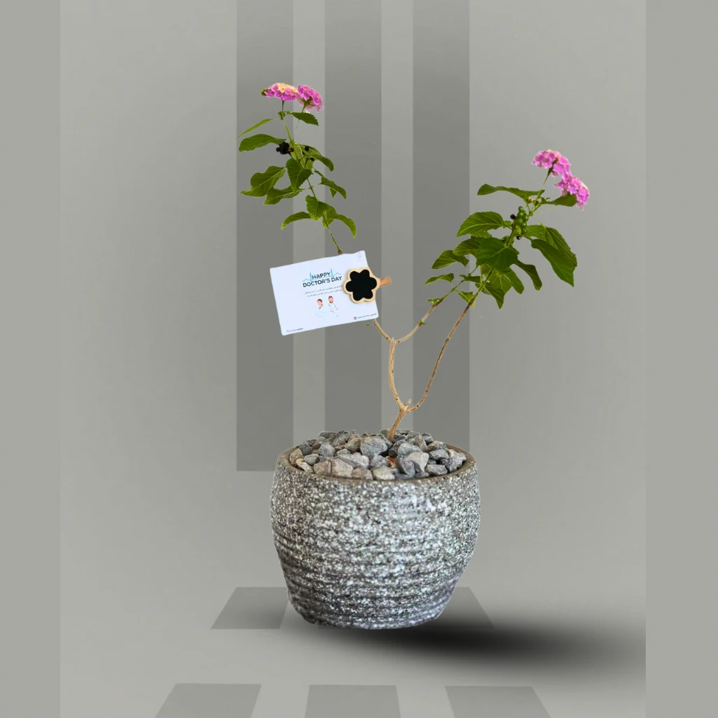 لانتانا كامارا