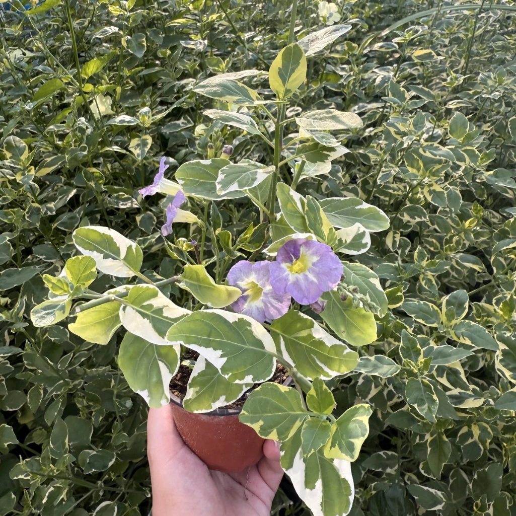 نبتة البنفسج الصيني - بنفسجي