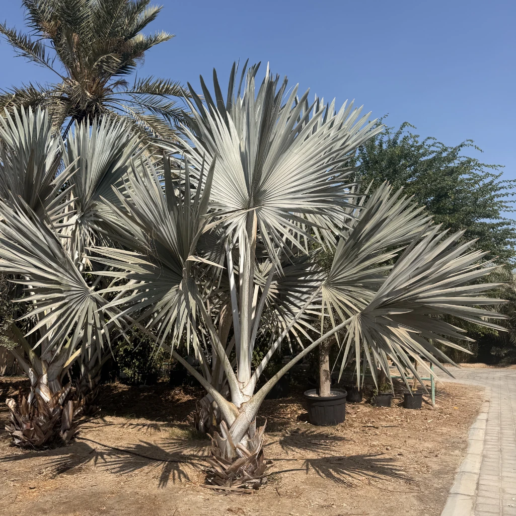 نخلة المروحة العملاقة