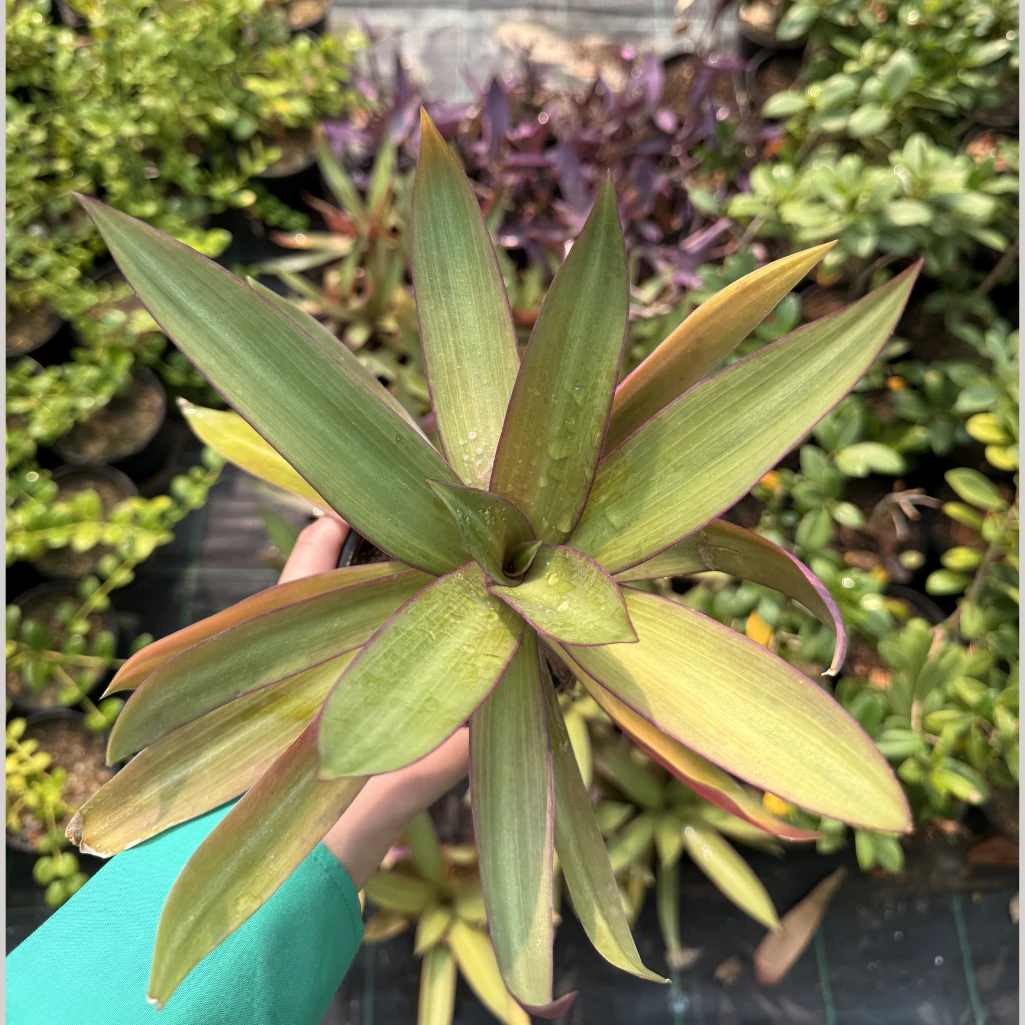 نبتة المحار