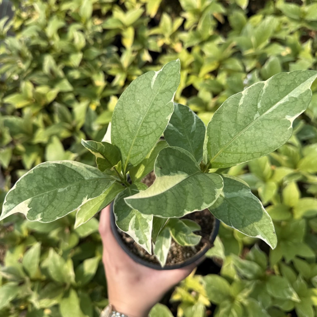 نبات الكاريكاتير - اخضر