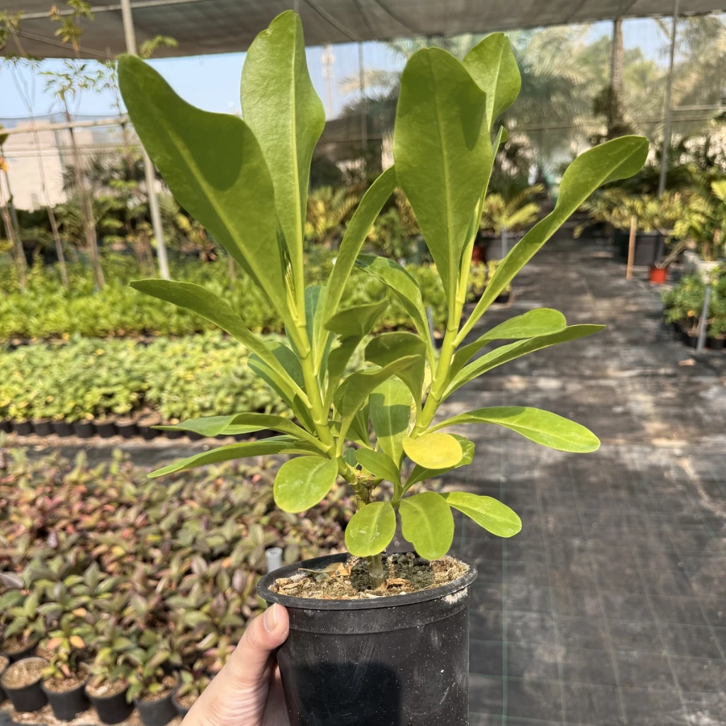 نبتة البيتش ناوباكا