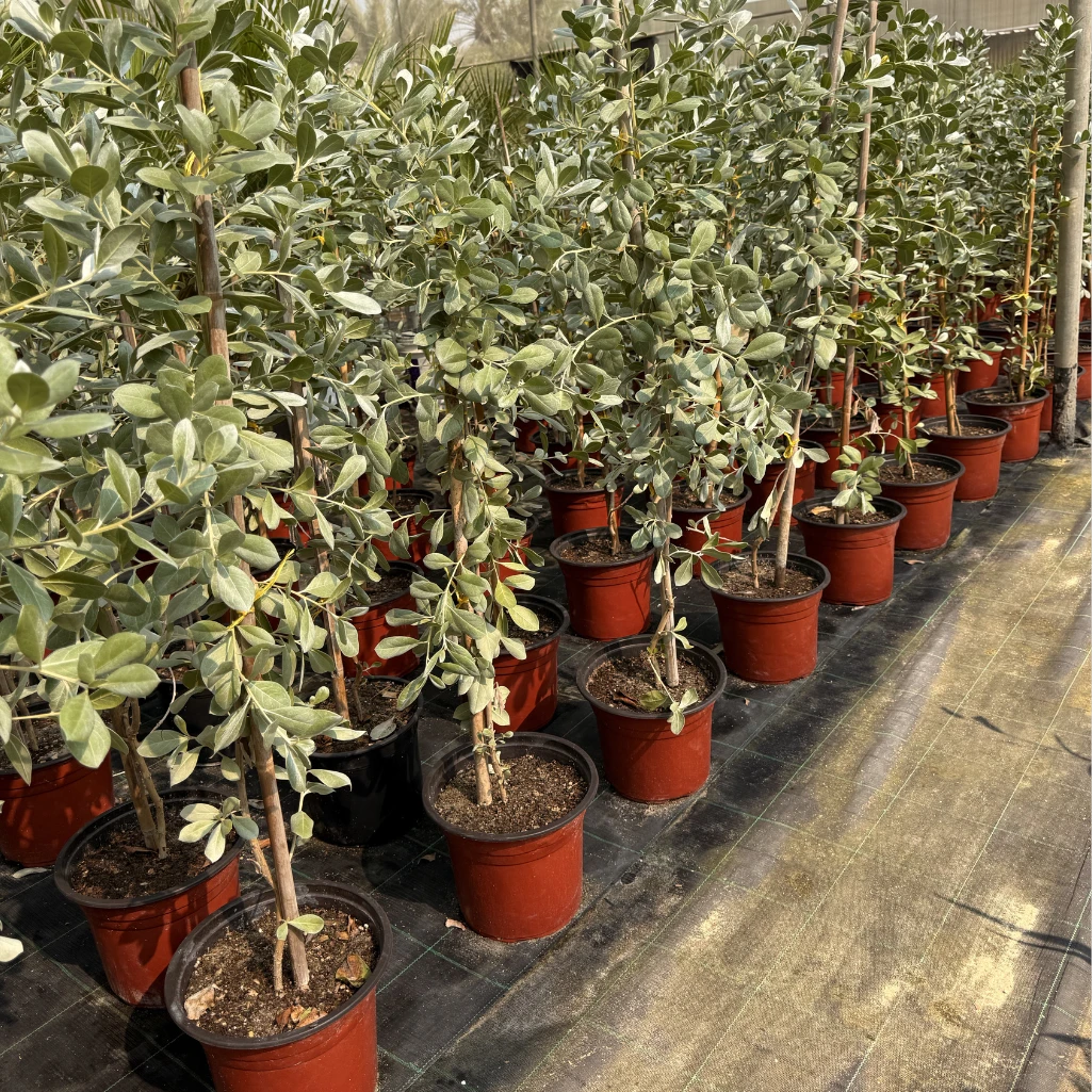 شجرة الكونكاربس الفضي