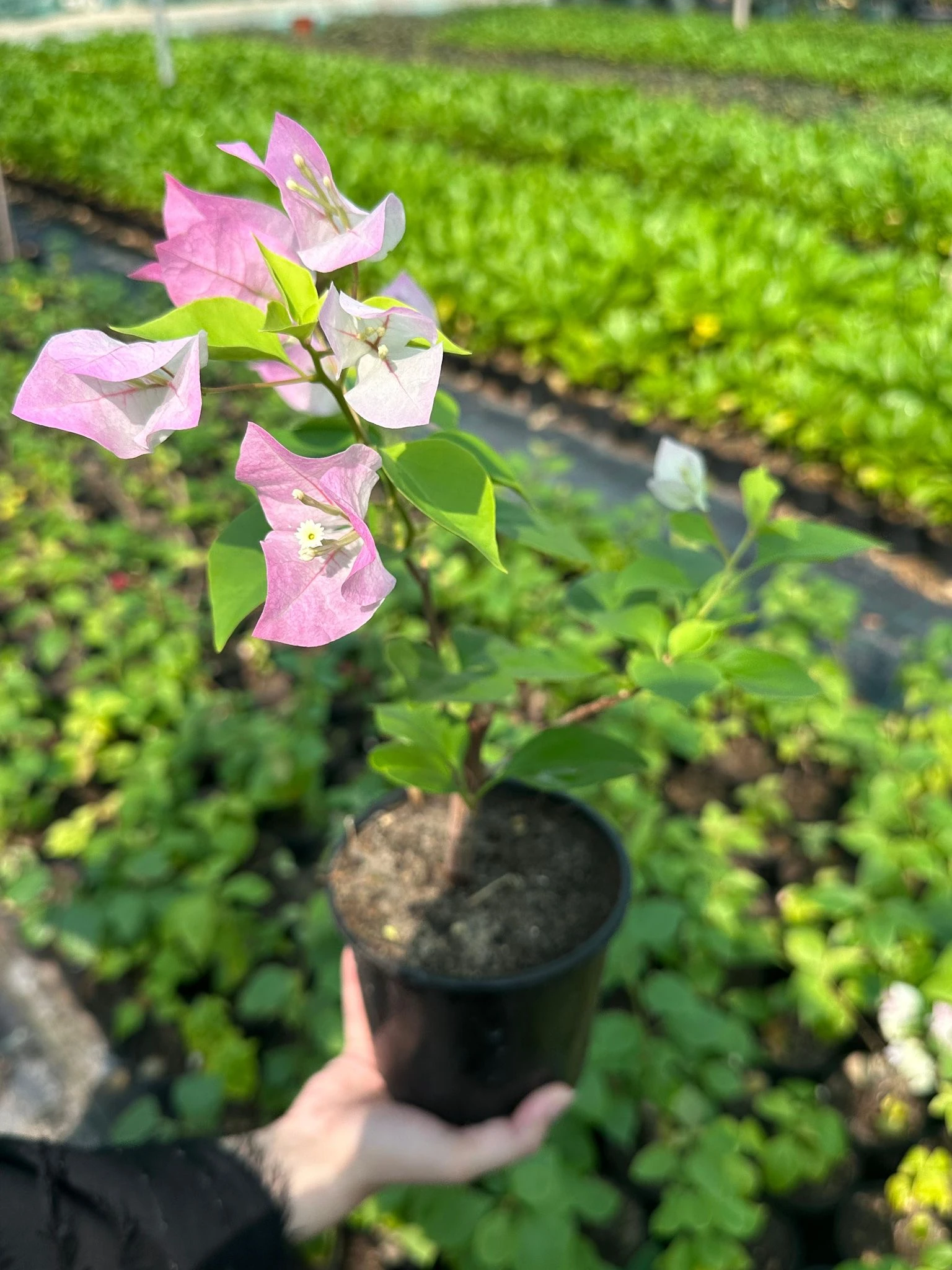 جهنمية ملونة - وردي و ابيض