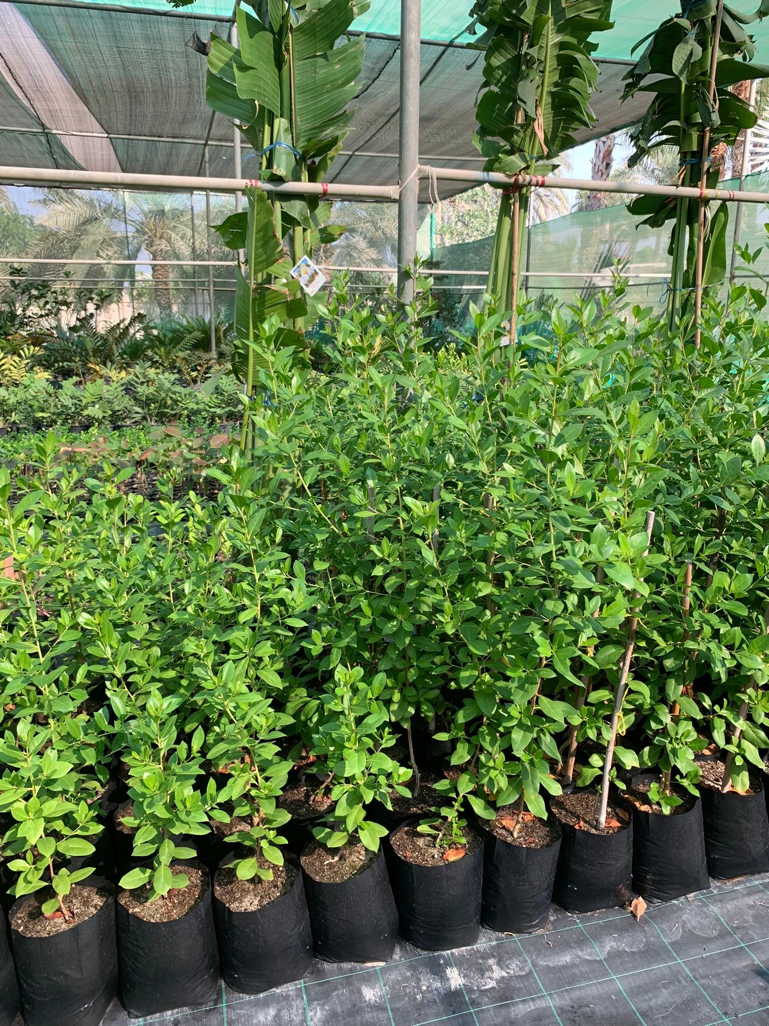 نبتة الدودونيا