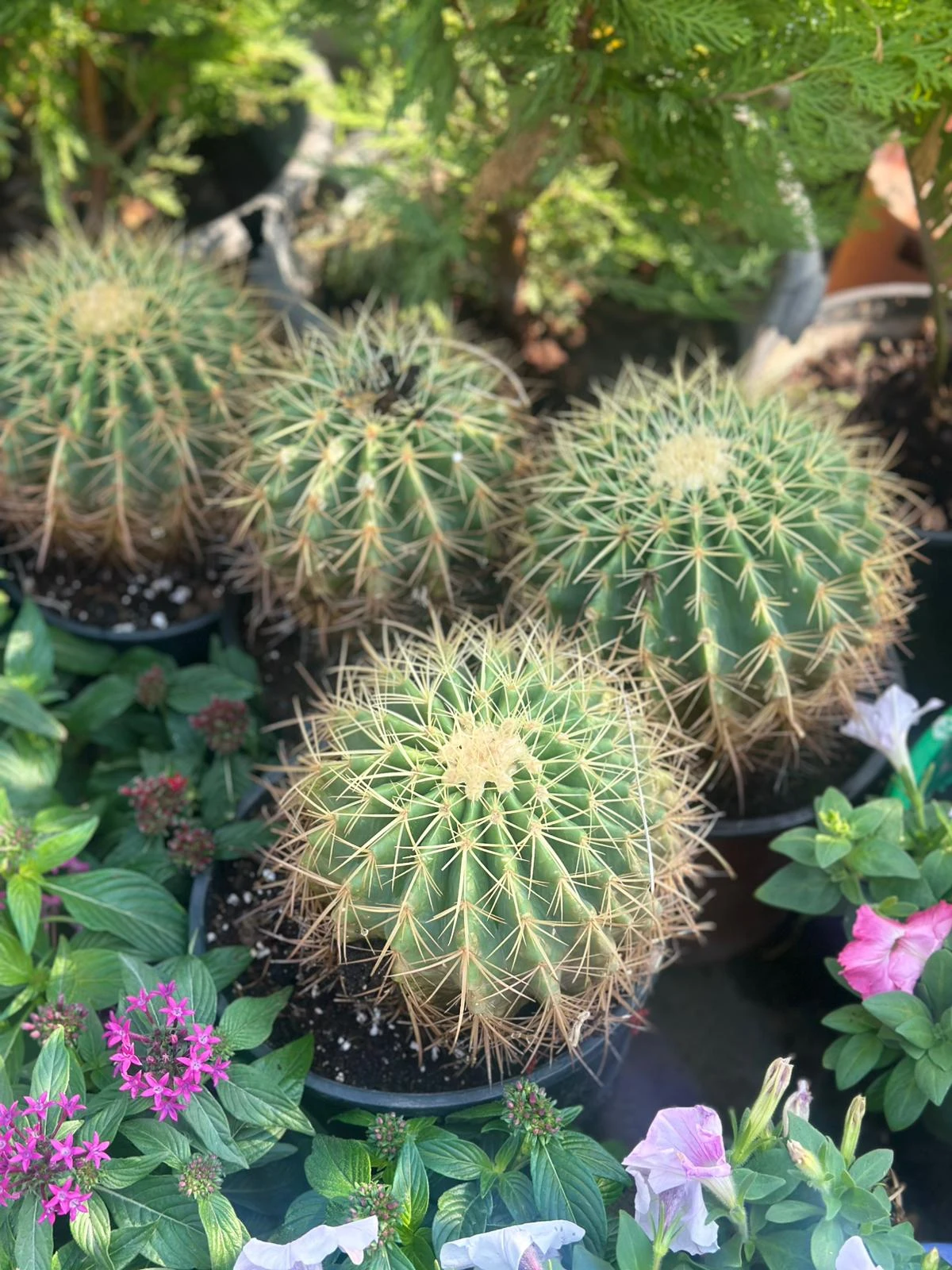 صبار الكرة الذهبية