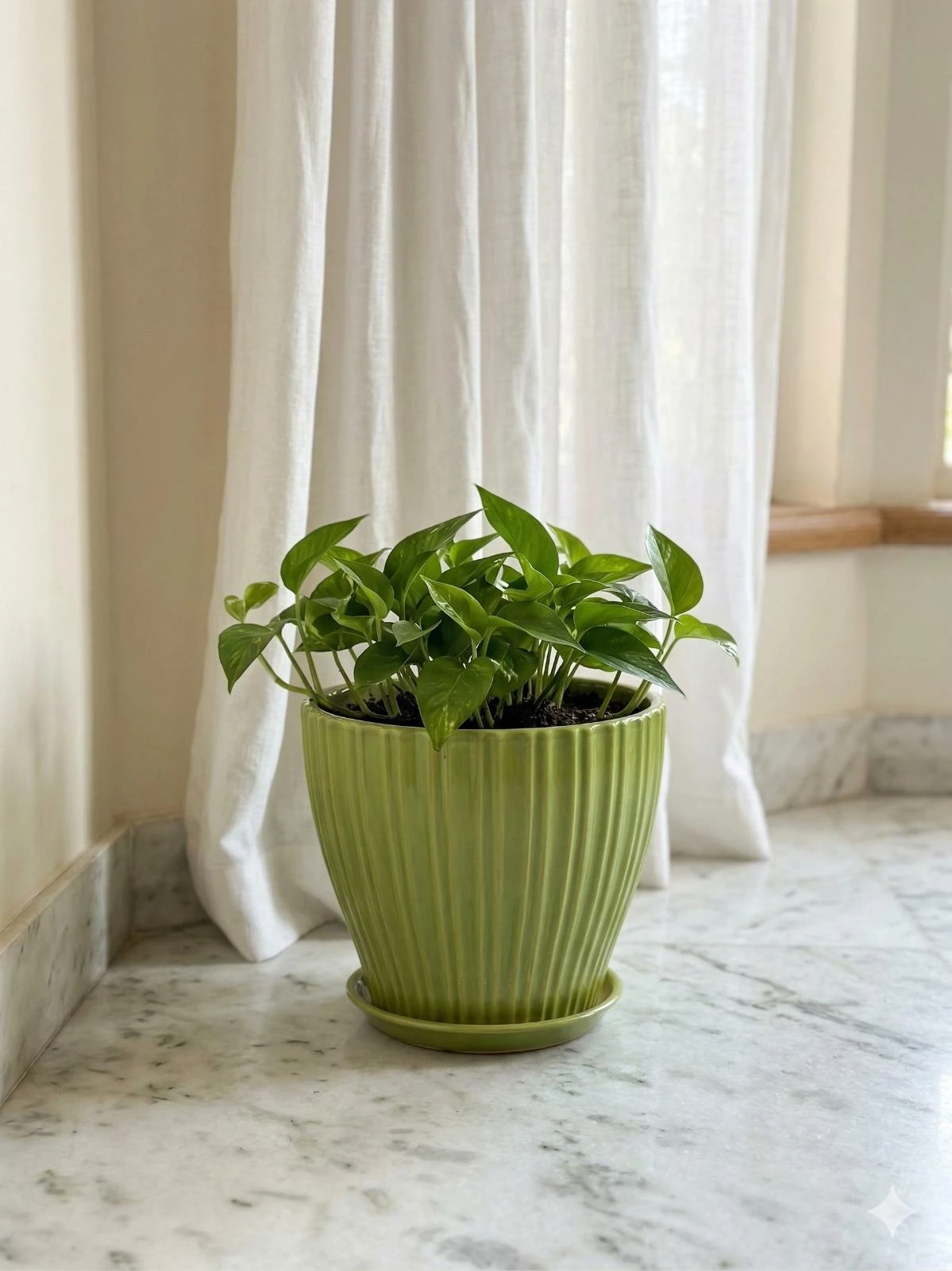 اصيص اخضر