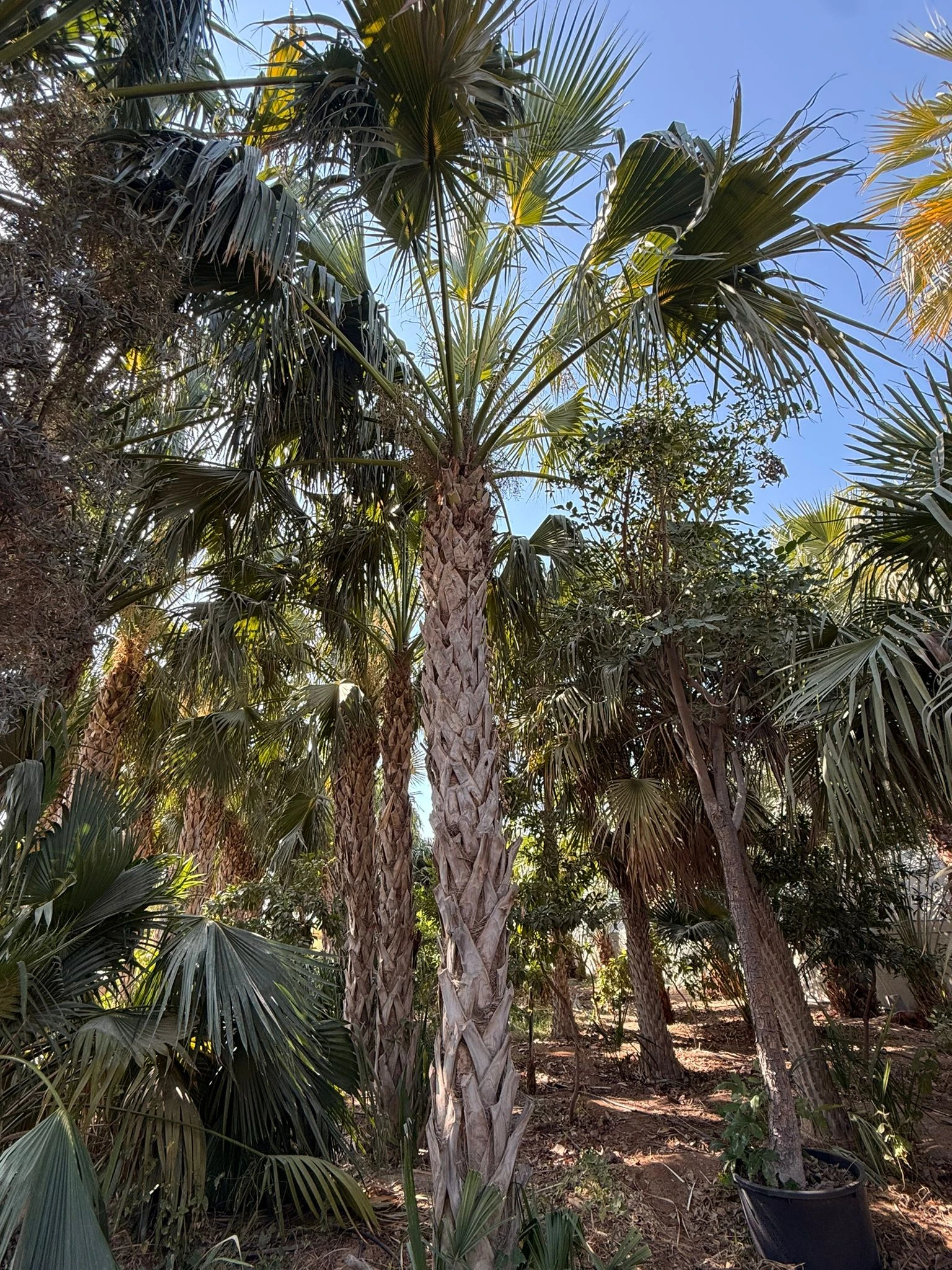 نخلة السابال