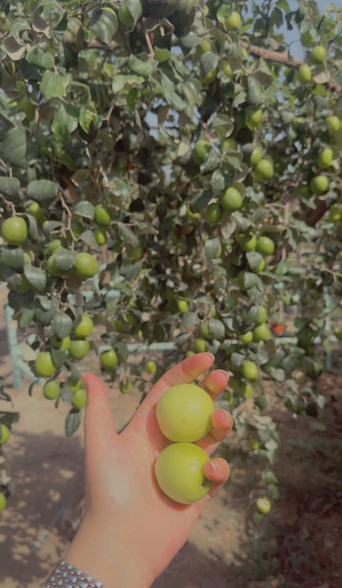 كنار بحريني صيني مركب