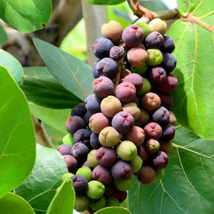 كوكولوبا