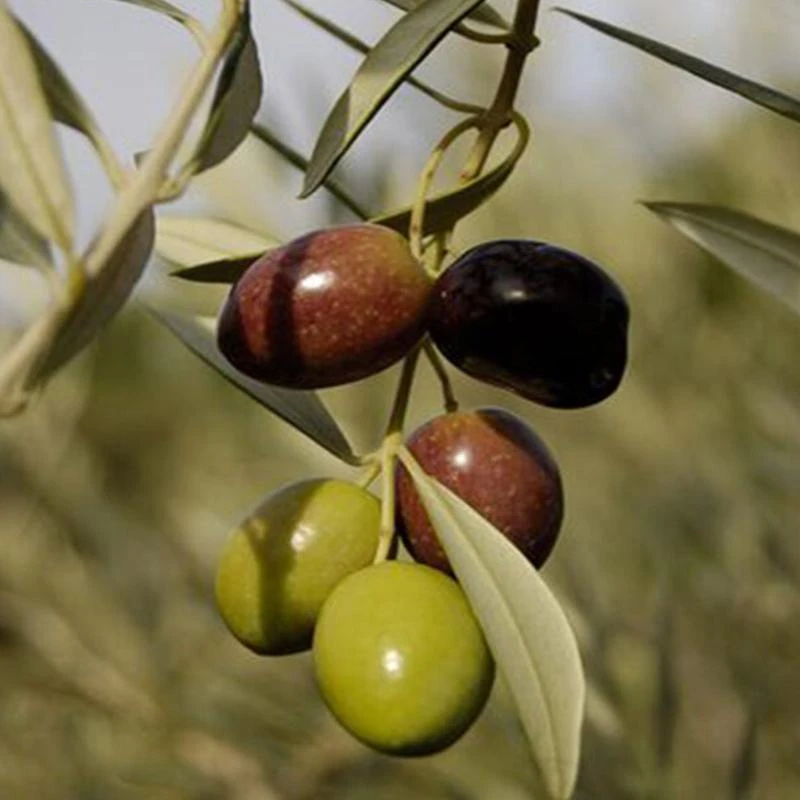 زيتون ( صغير )