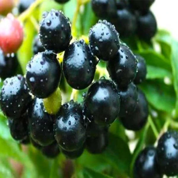 جامون اسود