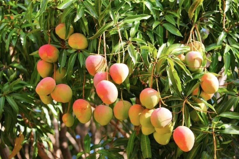 مانجو متوسط