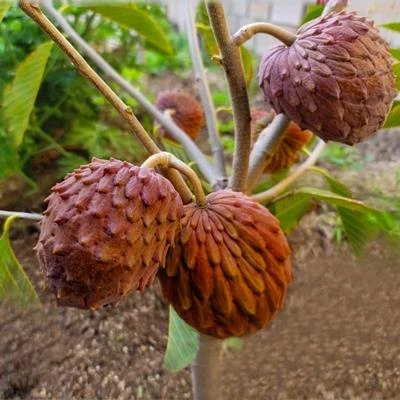 تفاح السكر الأحمر