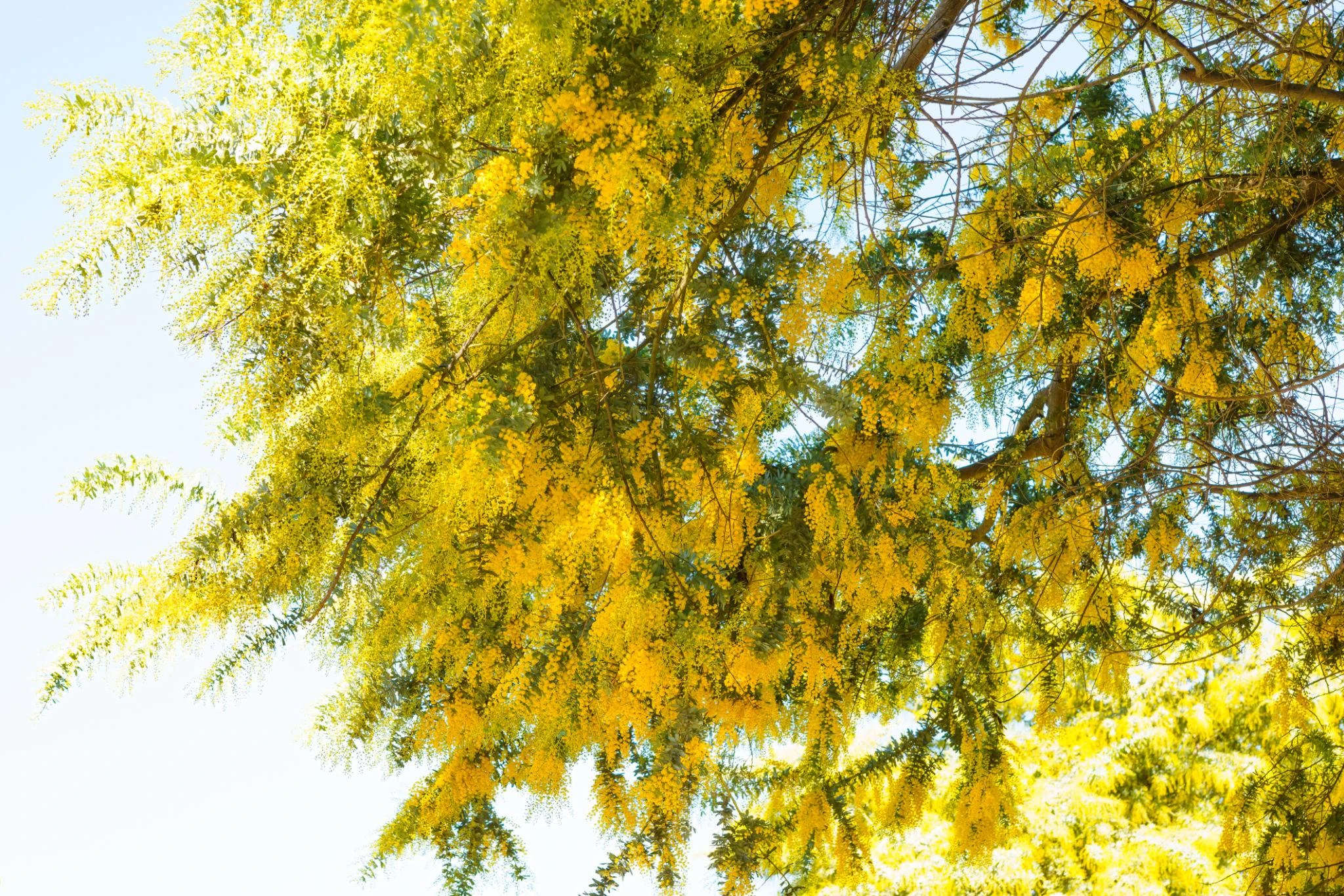 اكاسيا ( صغيرة ) اصفر