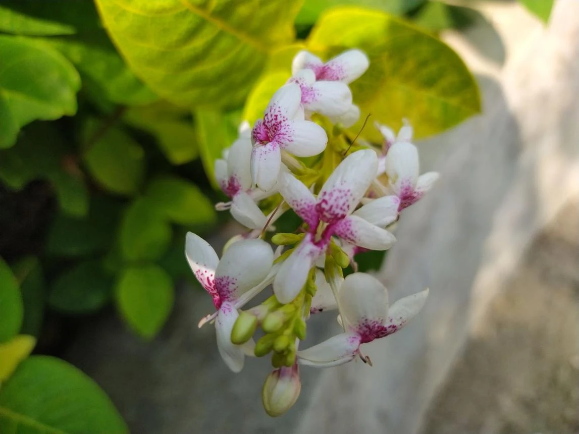 كاروثرز (وجه زائف)