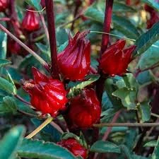 كركدية