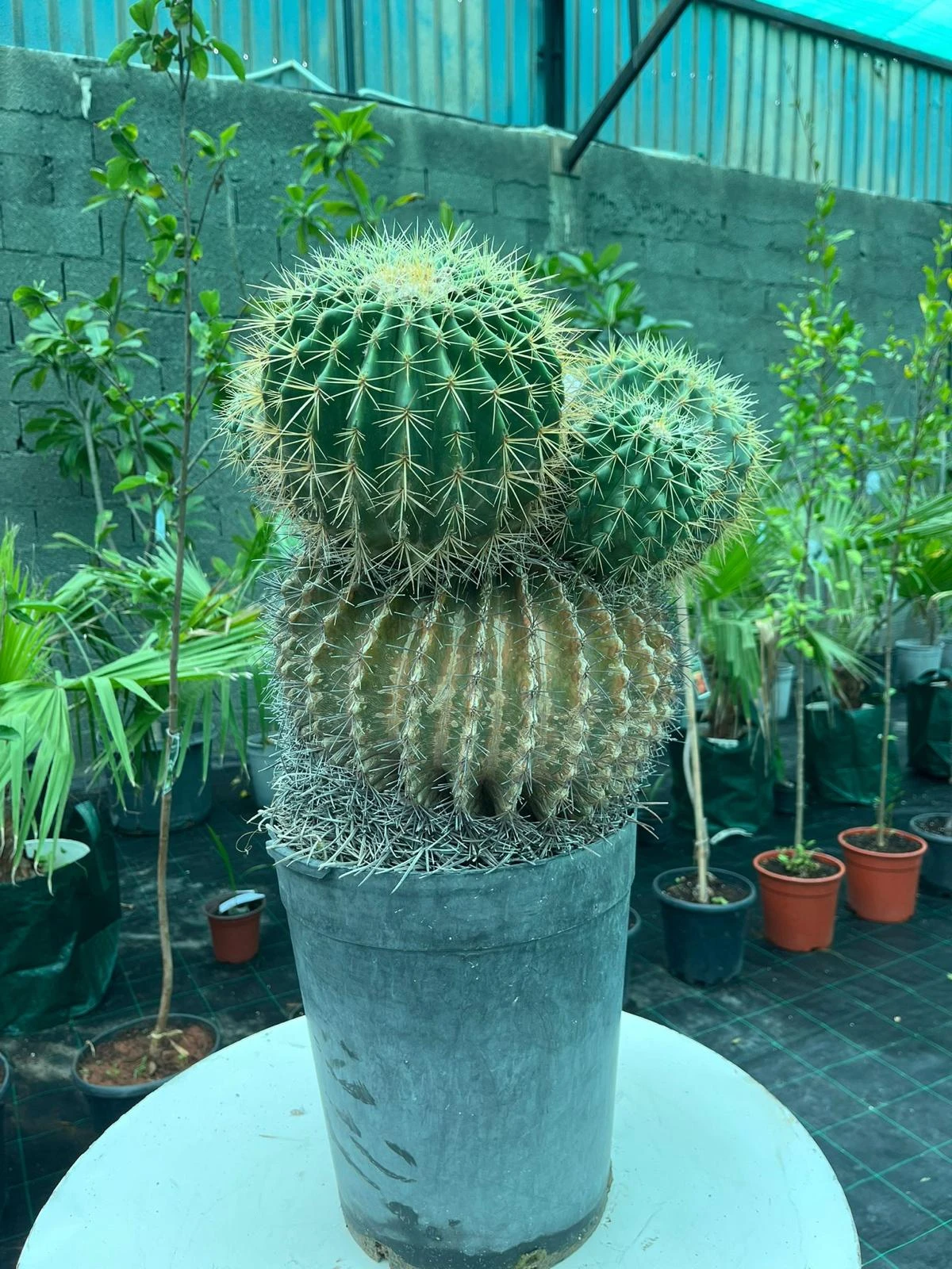 صبّار البرميل الذهبي
