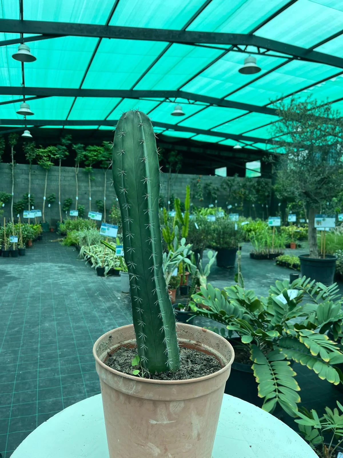 صبار سياجي